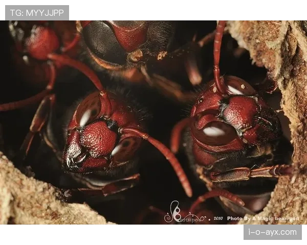 米德尔斯堡红色军团 米德尔斯堡红色军团